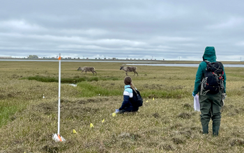 Two people standing on grass with caribou walking by.